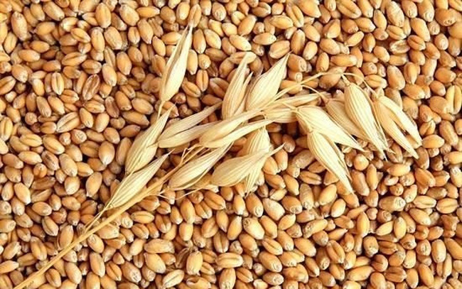 Hạt điều rang muối dihona